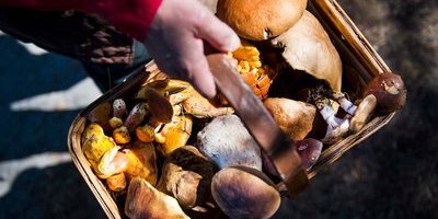 Larmet efter sommarens svampboom: "Har redan haft flera livshotande fall"