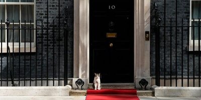 Källa: Populära katten på 10 Downing Street är sjuk