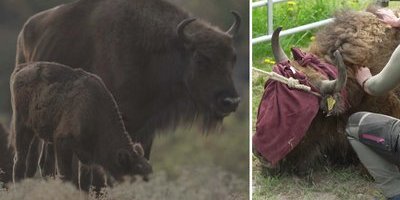 "Legolas" ska släppas ut i det fria: "Är en av naturens hörnstenar"