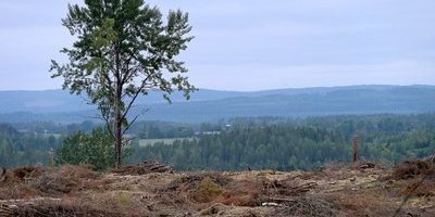 Företag ser inte vinsten med att rädda naturen