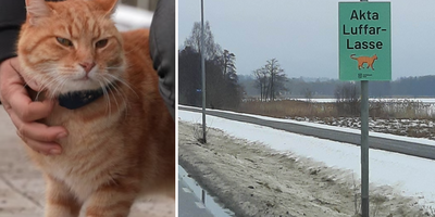 Succékatten Luffar-Lasse får varningsskyltar på promenadstråket