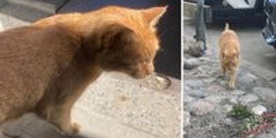 Katten Pelofino försvann i Alicante – dök upp i Bromma