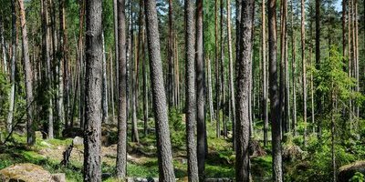 Svensk skogsnäring måste skyddas