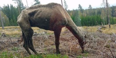 Bodiils chock – mötte kamel på rymmen i värmländska skogen