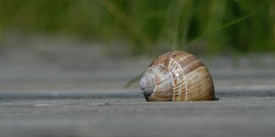 Ny snäcka sprider sig i Västsverige