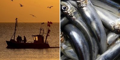 Rasar mot nya fiskekvoten: "Kan vara en dödsstöt för hela Östersjön"