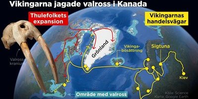 Oväntade fyndet om vikingarnas jakt på valross