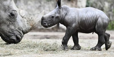 Djurvårdare död i noshörningshägn på zoo – ytterligare en allvarligt skadad 