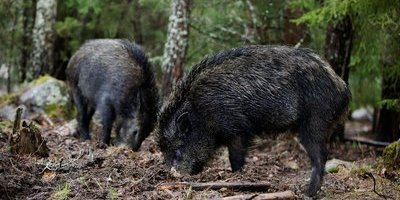 Insändare. Låt vargarna hålla nere vildsvinsstammen