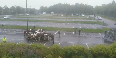 Antons morgonchock – vaknade av 30-tal förrymda kor utanför fönstret