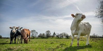 DN Debatt. "Ersätt bönder som låter korna gå på bete länge"