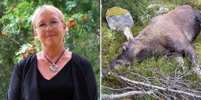 Ann-Katrin, 68, sköt en älgtjur – minns inget