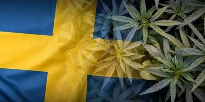 De vill legalisera cannabis i Sverige: “Bara en tidsfråga"