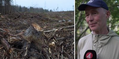 Ska återställa naturen – men får rekordlite pengar: "Går inte ihop"