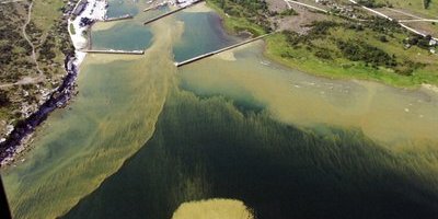 WWF varnar – årets algblomning har redan börjat