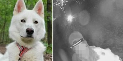 Hund stulen efter inbrott på Hundstallet – fångades på film