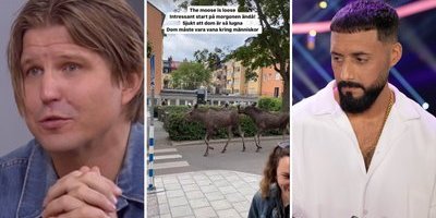 Artisterna mitt bland älgarna: "Sjukaste"