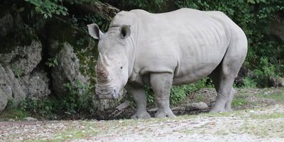 Noshörningen Yet dödade djurskötare på Salzburg zoo