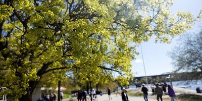 Storsatsning på Stockholms träd – rustar mot värmeböljor