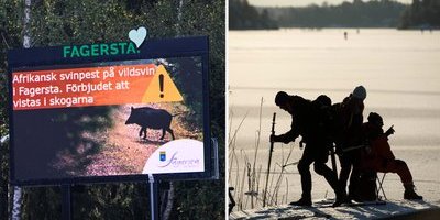 Grönt ljus för "ett gäng gubbar" – tillåts pimpla mitt i smittade zonen