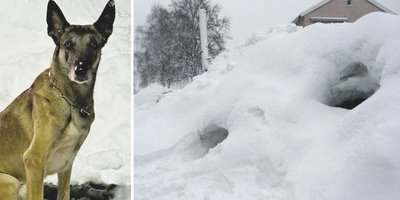 Kuha räddade livet på barn i snöhög