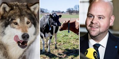 Heta djurfrågan splittrar regeringen: "Helt fel väg"