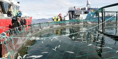 Norge går om Kina – störst på fiskeexport