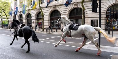 Här skenar blodiga hästarna genom centrala London – fyra skadade