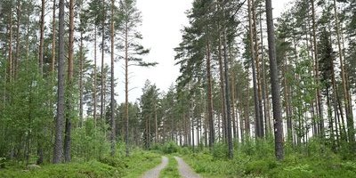 "Greenpeace staplar sakfel om skogsbruk"