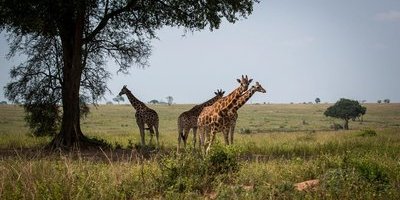 Nya protester: Oljefält hotar Ugandas djurliv