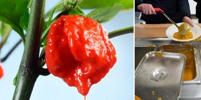 Hemköp inför åldersgräns på världens starkaste chili