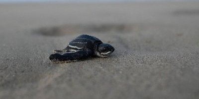 Sällsynt sköldpaddsfynd i Korallhavet lugnar forskare