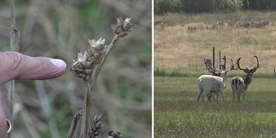 Uppmanar: Skjut många fler hjortar