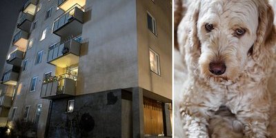 Mannen kastas ut från lägenheten – hunden ylar och skäller för mycket