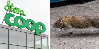 Död gnagare och råttbajs hittades på Coop